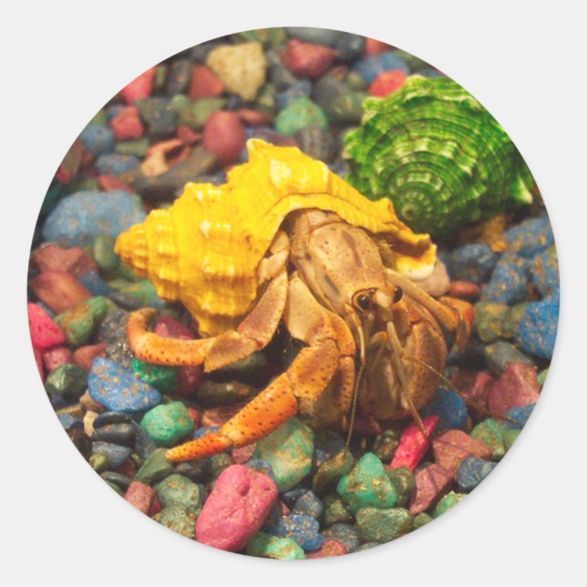 Adesivo Hermit Crab Stickers 01 (Frente)