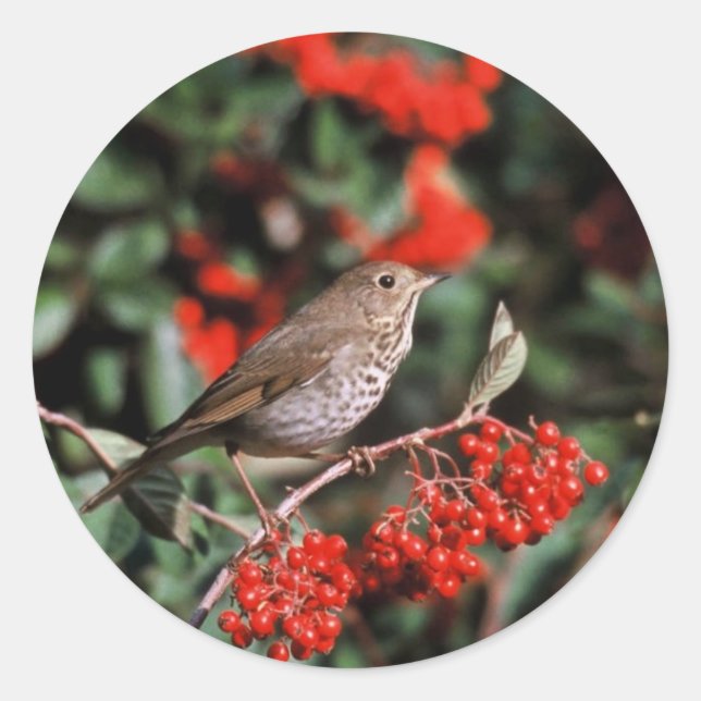 Adesivo Hermit Thrush (Frente)