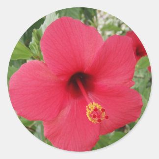 Adesivo Hibiscus