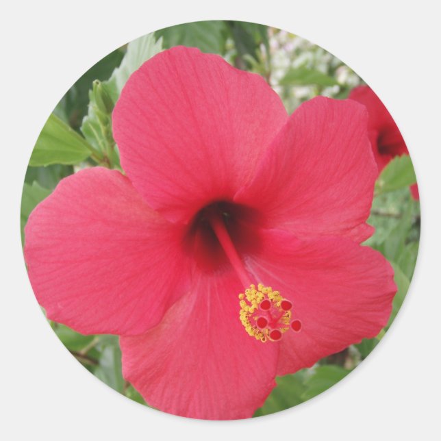 Adesivo Hibiscus (Frente)