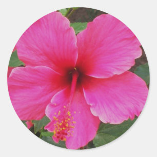 Adesivo Hibiscus