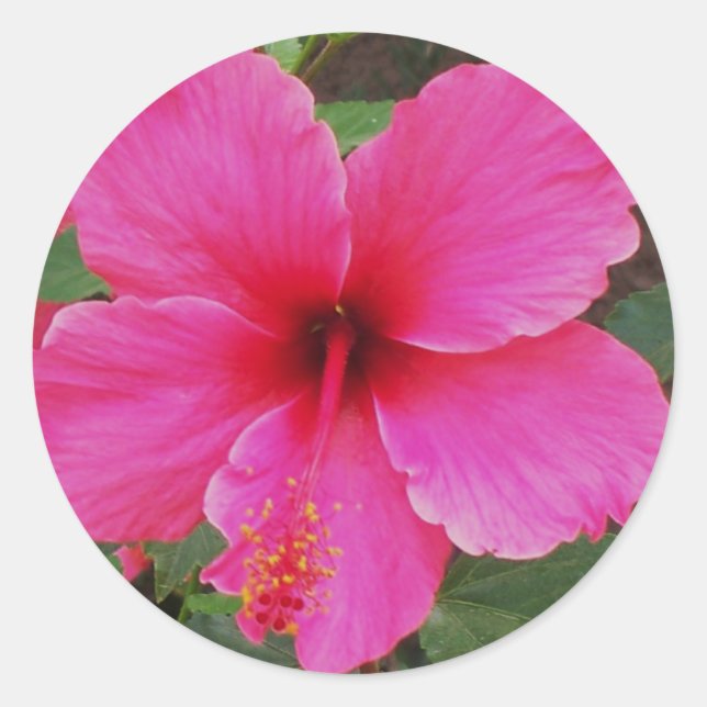 Adesivo Hibiscus (Frente)