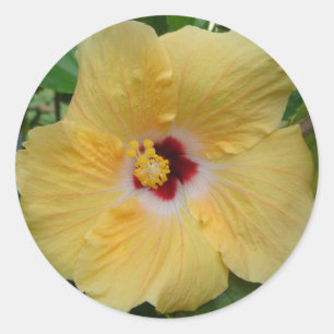 Adesivo Hibiscus amarelo
