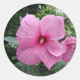 Adesivo Hibiscus rosa