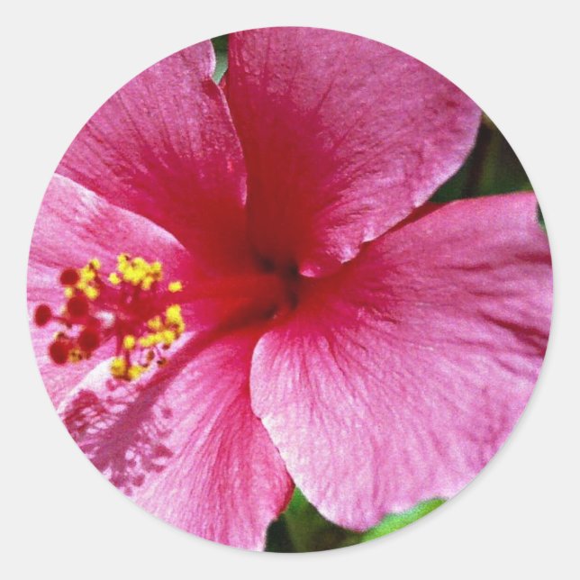 Adesivo Hibiscus, rosa (Frente)