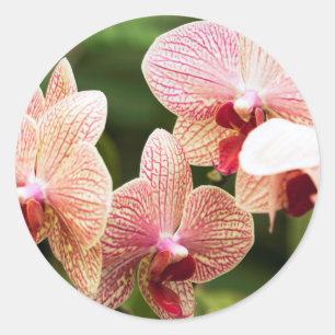 Adesivo Híbrido de Orquídea Laranja, África do Sul