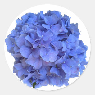 Adesivo Hídrangas florais do periwinkle azul Elegante