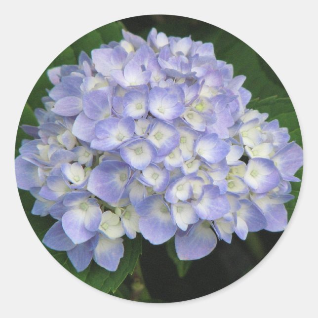 Adesivo Hidrangea (Frente)