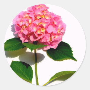 Adesivo Hidrangea rosa