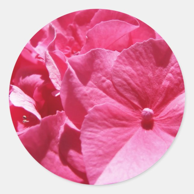 Adesivo Hidrangea rosa (Frente)