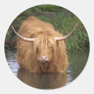 Adesivo Highland Cattle