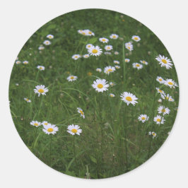 Adesivo Hill of Daisies