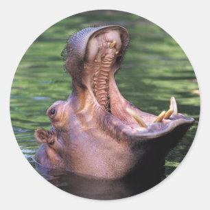 Adesivo Hippo com fome