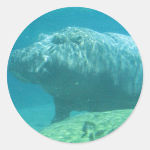 Adesivo Hippopatumus Habitat Stickers