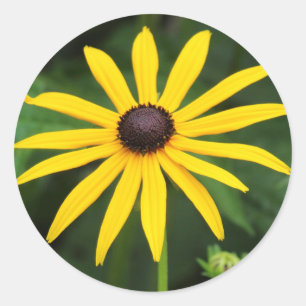 Adesivo Hirta do Rudbeckia