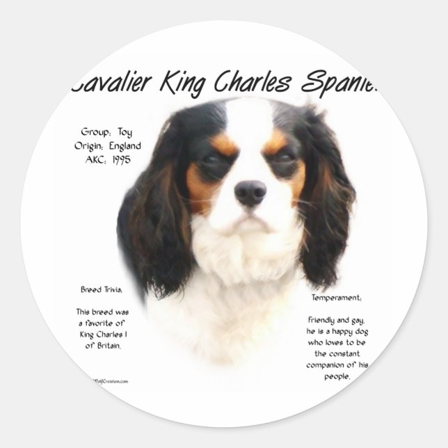 Adesivo História do Cavaleiro Rei Charles Spaniel (tricolo (Frente)