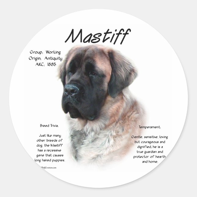 Adesivo Histórico de Mastiff Fluffy do Apricot (Frente)