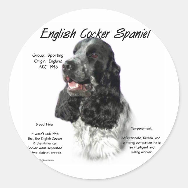 Adesivo Histórico de Spaniel de Cocker em Partiinglês (Frente)