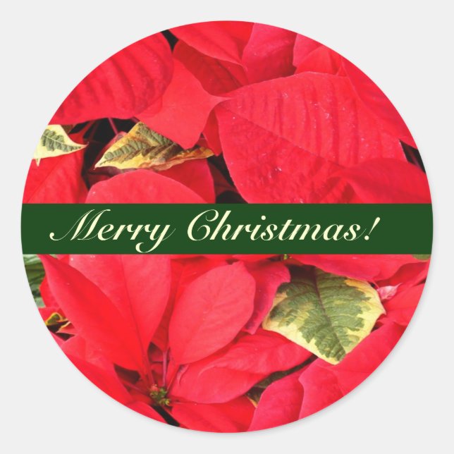 Adesivo Holly Point Poinsettias Christmas Floral (Frente)