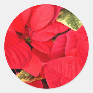 Adesivo Holly Point Poinsettias Holiday Floral