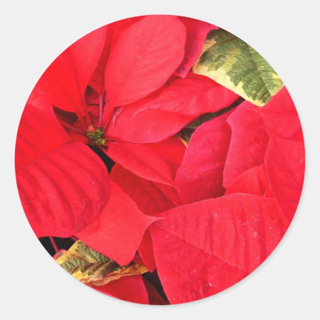 Adesivo Holly Point Poinsettias Holiday Floral (Frente)
