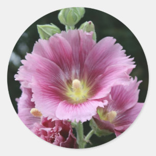Adesivo Hollyhock
