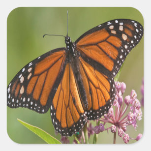 Adesivo Homem da borboleta de monarca no Milkweed de