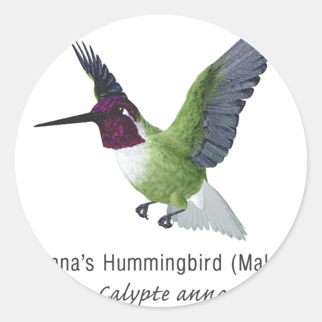 Adesivo Homem-Pássaro Hummingbird de Anna com Nome (Frente)