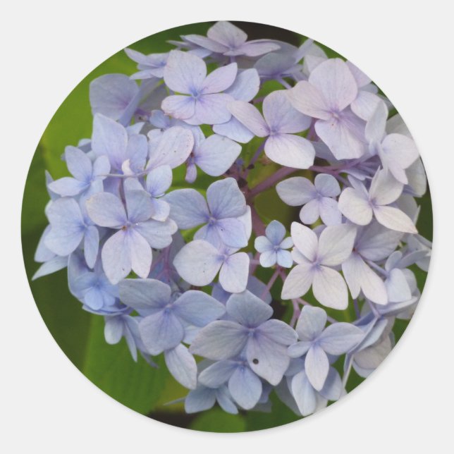 Adesivo Hortênsia (Frente)