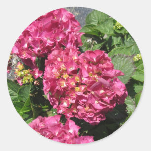 Adesivo Hortênsias Rosa