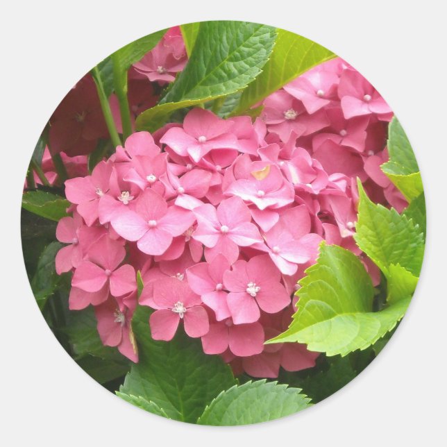 Adesivo Hortênsias Rosa Marcante (Frente)