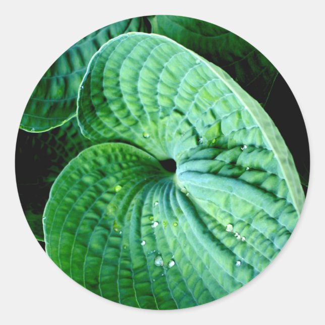Adesivo Hosta Heart (Frente)