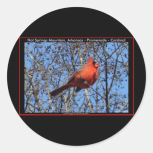 Adesivo Hot Springs Mountain Promenade Presentes Cardinal