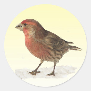 Adesivo House Finch