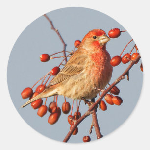Adesivo House Finch com as Berries Hawthorn