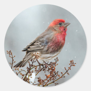 Adesivo House Finch in Snow - Foto original