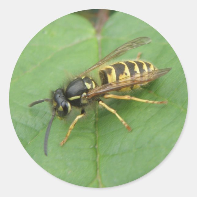 Adesivo Hoverfly em um Stickers (Frente)