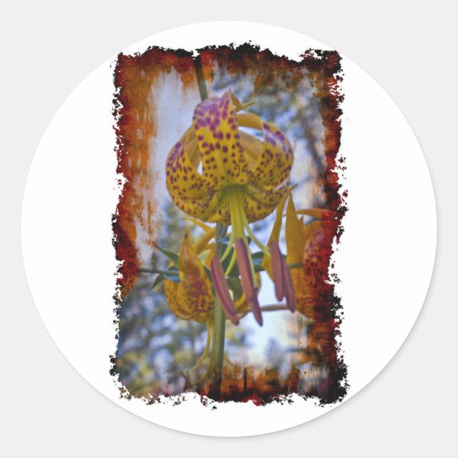 Adesivo Humboldt Lily (Frente)