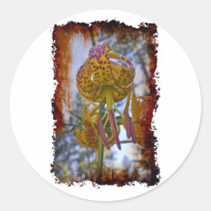Adesivo Humboldt Lily
