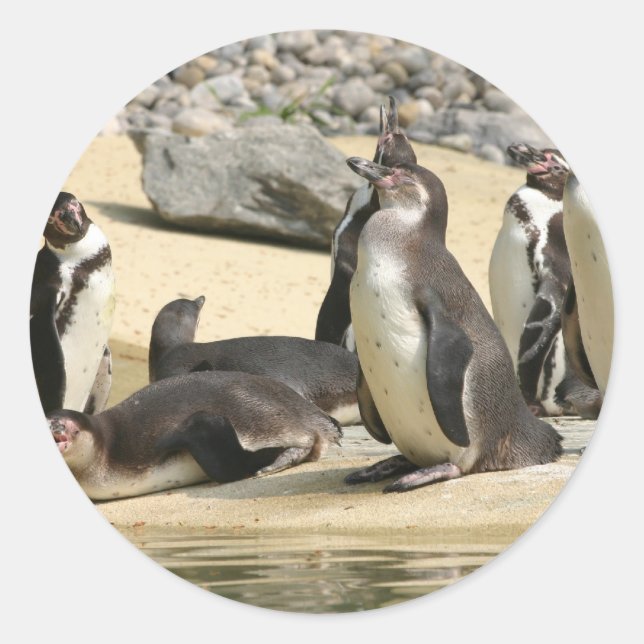 Adesivo Humboldt Penguins (Frente)