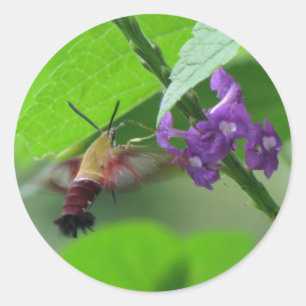 Adesivo Hummer Moth Vervain Sticker