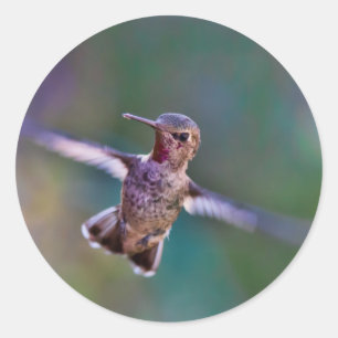 Adesivo Hummingbird