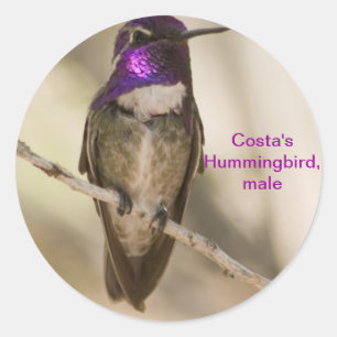 Adesivo Hummingbird da Costa