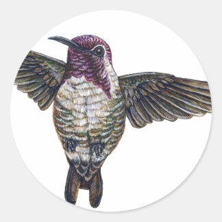 Adesivo Hummingbird da Costa