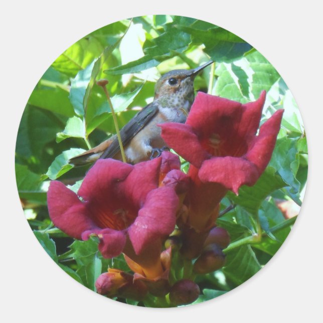 Adesivo Hummingbird e Red Trumpet Flower (Frente)