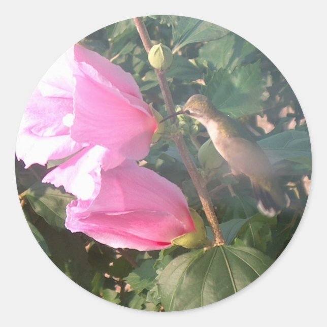 Adesivo Hummingbird e Rosa de Sharon (Frente)