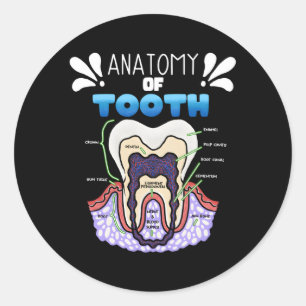 Adesivo Humor Dentista Da Anatomia Dos Dentes Para Ortodon