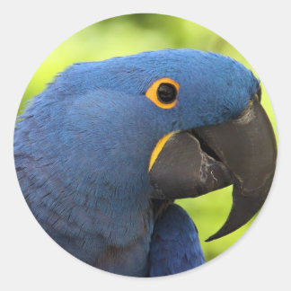 Adesivo Hyacinth Macaw