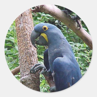 Adesivo Hyacinth Macaw