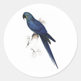 Adesivo Hyacinthine Maccaw por Edward Lear